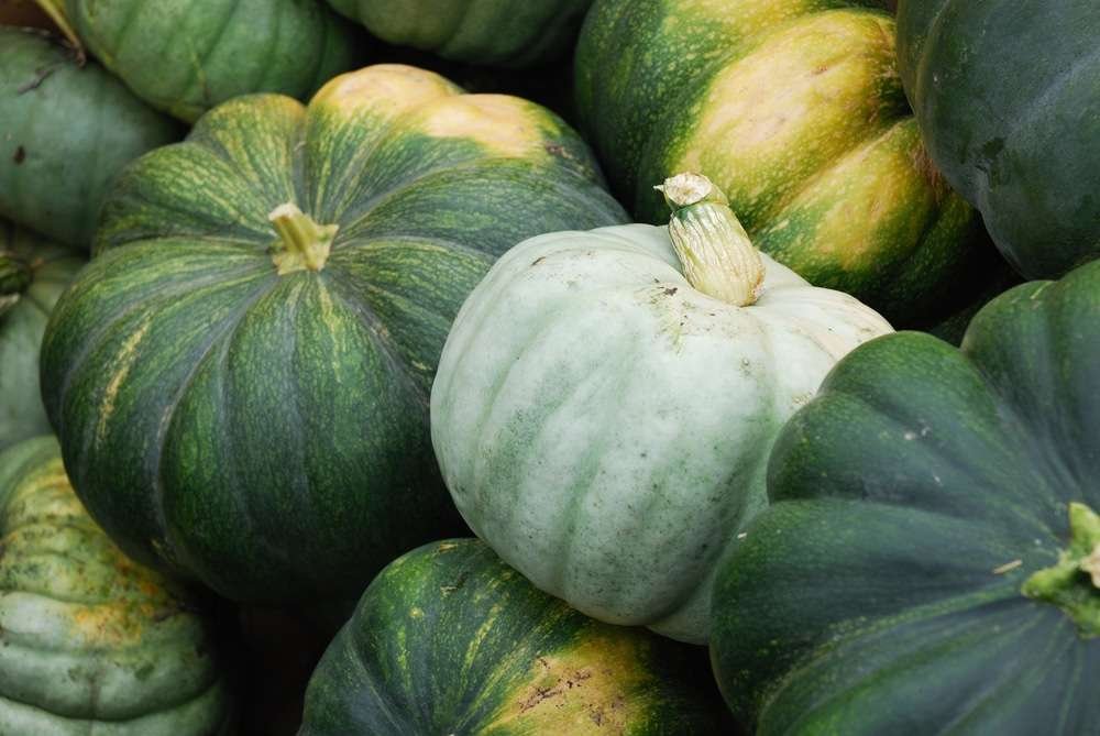 Green Pumpkin 1KG